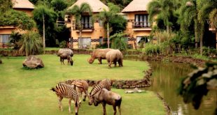 Wisata Safari Di Provinsi Bali Yang Wajib Kamu Kunjungi