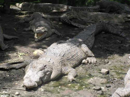Taman Reptil Indonesia Jaya
